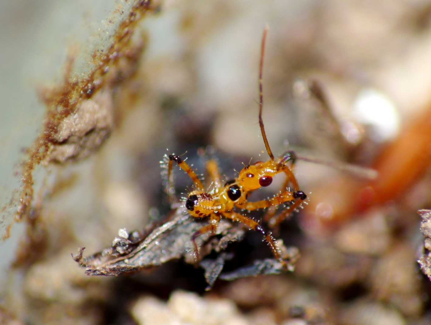 Rhynocoris : Parenti ..... serpenti!